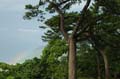 rainbow before typhoon no 15 2008 48 hours away c